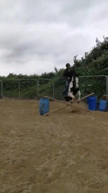 Foxhall Diggit a piebald pony jumping a fence