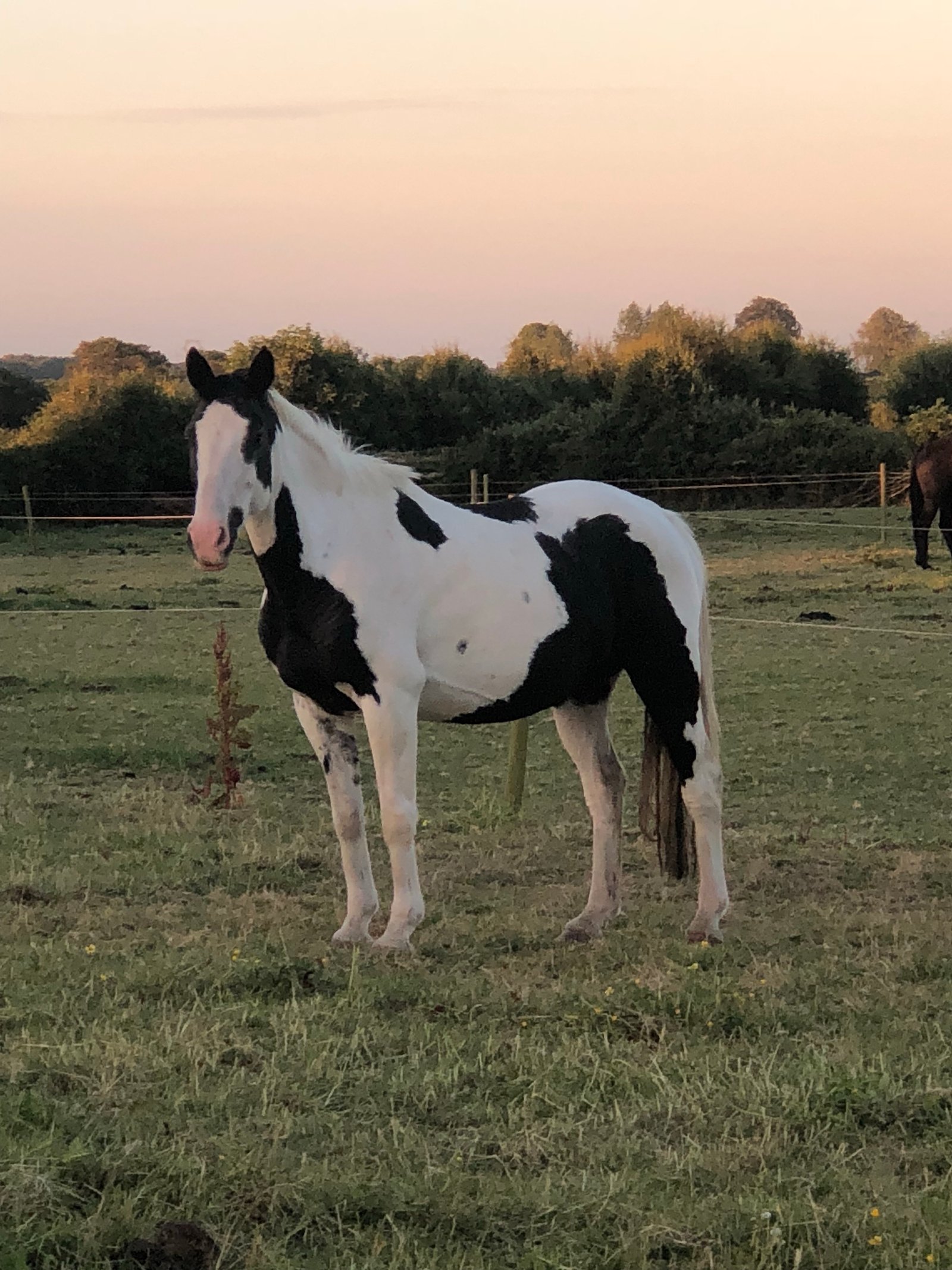 Foxhall Diggit a piebald pony enjoying a summers evening in the field.