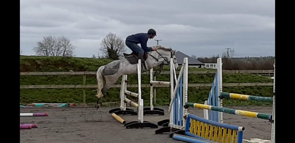 grey connemara pony jumping a big fence