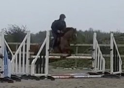 Chestnut pony gelding Foxhall red clover jumping a fence