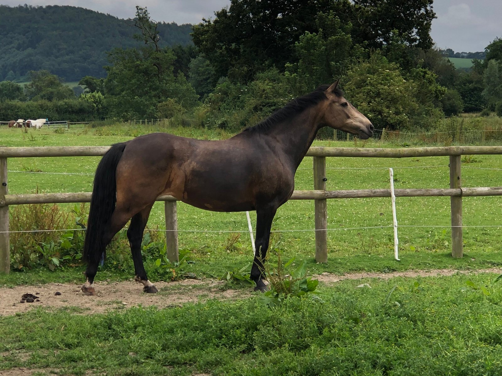 Woodpakr Dainty a connemara type dun mare