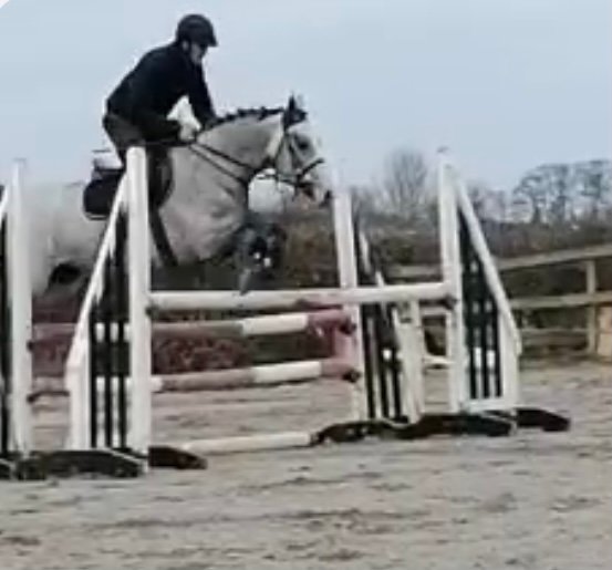 grey pony jumping
