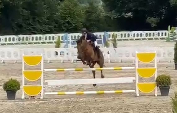 Moyglass Dakota an Irish sport horse jumping